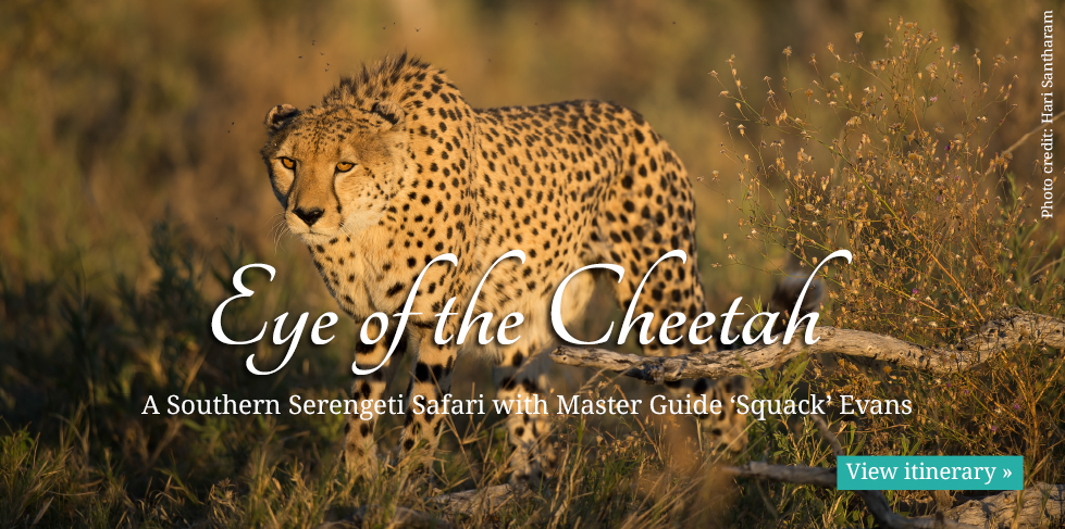 chalo-africa-safaris